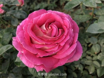 月季花和玫瑰花有什么區(qū)別？