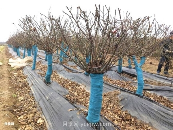 月季花冬天能移栽活嗎？