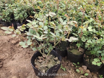 月季花什么時候移栽比較好？