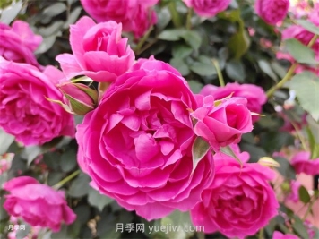 月季幾月份開花？
