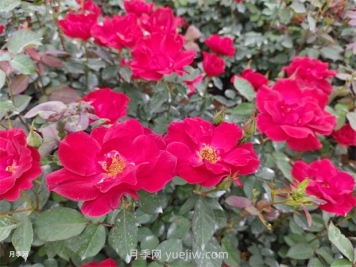 紅帽子月季怎么種植？