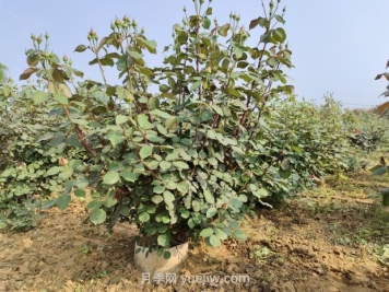 大花月季種植密度，每平幾棵？
