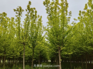 南陽(yáng)鎮(zhèn)平苗木花卉產(chǎn)業(yè)綻放美麗經(jīng)濟(jì)