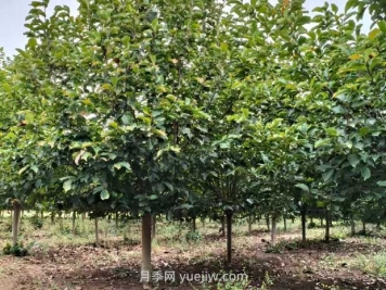 綠化苗木不同品種的苗木施肥注意事項