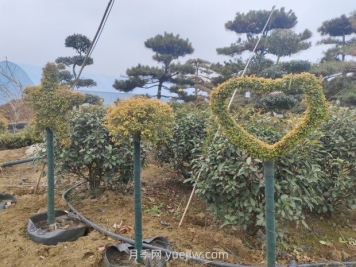 綠化苗木種植怎樣養(yǎng)護(hù)？