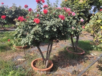 夏季暴雨苗圃里的綠化苗木該怎樣預(yù)防洪澇災(zāi)害？