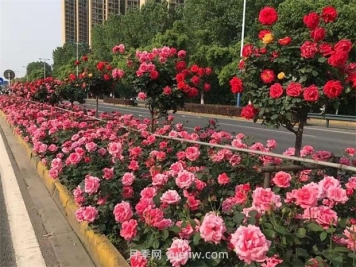 綠化養(yǎng)護如何提高管理？