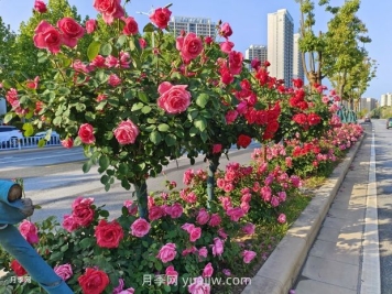 園林植物種植設(shè)計(jì)的原則是什么？