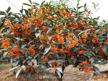 夏季如何讓桂花樹茁壯成長？