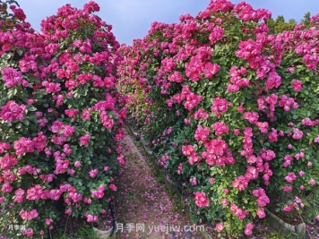 立體綠化的價值主要體現(xiàn)在哪些方面？