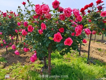 苗木專業(yè)術(shù)語(yǔ)，你知道多少？