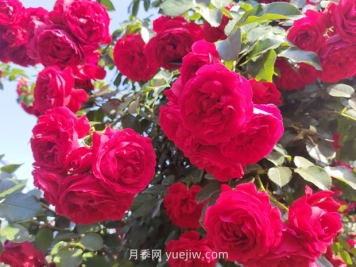 弗洛倫蒂娜月季，爆花健壯抗病耐寒正紅色爬藤王者