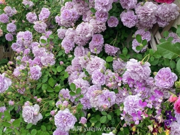 藍(lán)色陰雨月季，花開如瀑的藍(lán)紫色爬藤