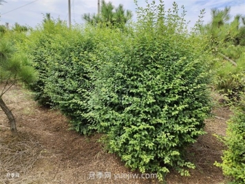 小葉女貞栽植都需要做什么？