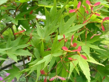 雞爪槭和紅楓的區(qū)別，四大不同之處