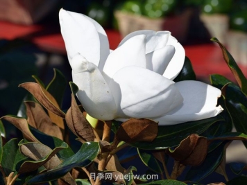 南召玉蘭之鄉(xiāng)，廣玉蘭的花季之美
