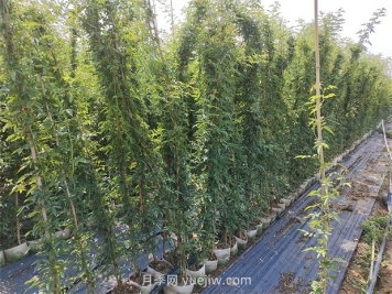薔薇花一年開幾次花？只有一次