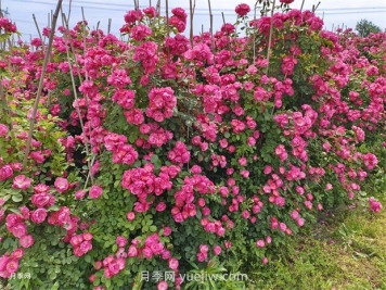 薔薇和月季哪個(gè)比較好養(yǎng)？