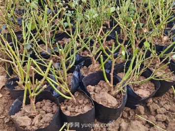 如何種植薔薇小苗？