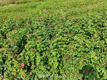 薔薇種子什么時(shí)候播種好？