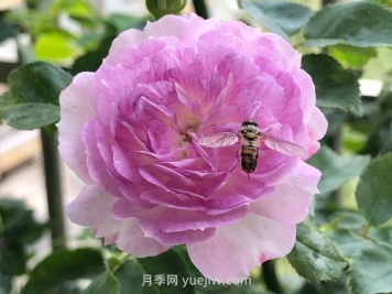 日本河本月季，品種匯集