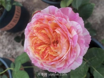 抗病豐花耐熱，兩廣能種的油畫色調(diào)克勞德莫奈月季