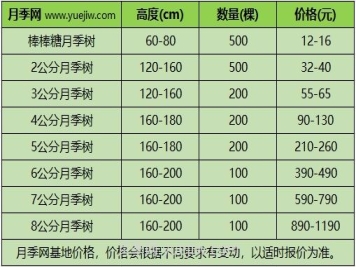 3公分月季樹多少錢？2025年樹狀月季新價格