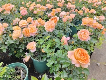 夏季樹木頻頻出現(xiàn)干葉枯枝咋辦？