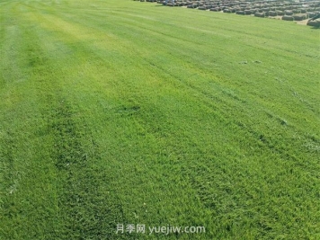 春末夏初園林草坪科學(xué)養(yǎng)護與管理