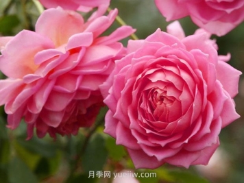 銀禧慶典月季的優(yōu)缺點(diǎn)是什么？