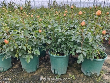 夏季月季管理做好這5點(diǎn)，長(zhǎng)勢(shì)旺盛，秋花更美