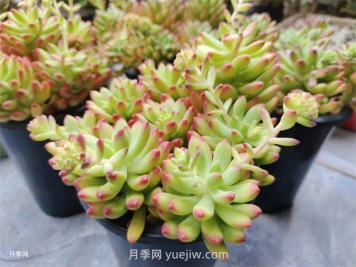 多肉植物怎么養(yǎng)護？教你多肉植物的種植方法