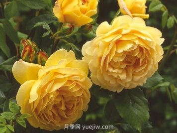 黃金慶典月季的優(yōu)缺點是什么？