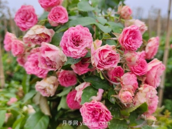 胭脂扣月季花的優(yōu)缺點是什么？