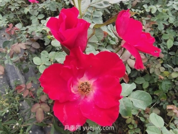 種植廣泛的紅帽月季有哪些優(yōu)缺點(diǎn)？
