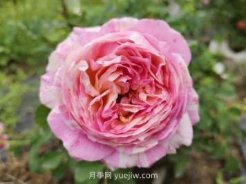 克勞德莫奈月季的優(yōu)缺點(diǎn)是什么？