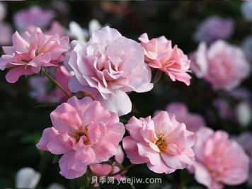 春朝月季的優(yōu)缺點(diǎn)是什么？