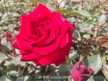 卡羅拉月季的優(yōu)缺點(diǎn)是什么？