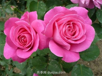 用懶人花盆養(yǎng)花的優(yōu)缺點(diǎn)有哪些？
