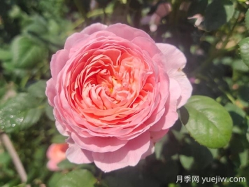 瑞典女王月季優(yōu)缺點有哪些？