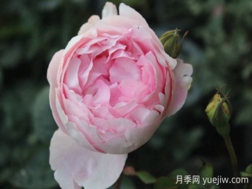 伊芙雪伯爵月季的優(yōu)缺點(diǎn)是什么？