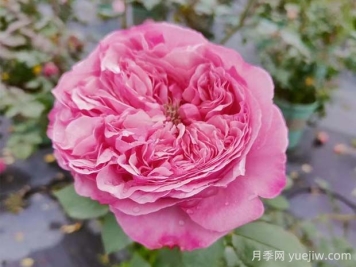 凱麗月季的優(yōu)缺點(diǎn)是什么？