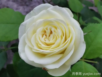 奶油龍沙寶石月季的優(yōu)缺點(diǎn)是什么？