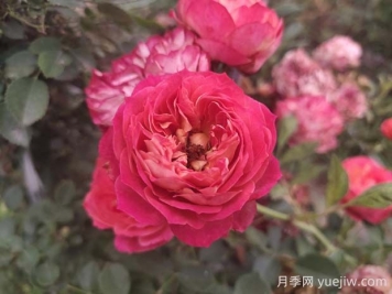 藤寶貝月季是大藤本嗎，藤寶貝有什么優(yōu)缺點？