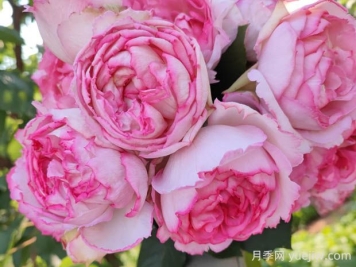 伊芙繁華都市月季的優(yōu)缺點(diǎn)是什么？