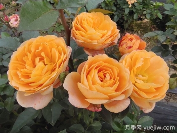 果汁陽(yáng)臺(tái)月季的優(yōu)缺點(diǎn)是什么？