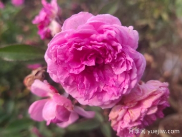 瑪姬嬸嬸月季的優(yōu)缺點(diǎn)是什么？