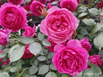 大游行和粉色達(dá)芬奇優(yōu)缺點是什么？