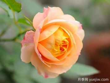 浪漫寶貝月季優(yōu)缺點有哪些？為何如此火爆