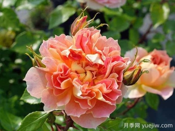 南瓜燈籠月季的優(yōu)缺點有哪些？顏色迷人